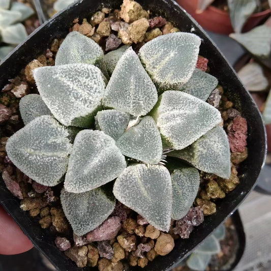 2092 ピグマエア　アイスダイヤモンド（7cm pot）