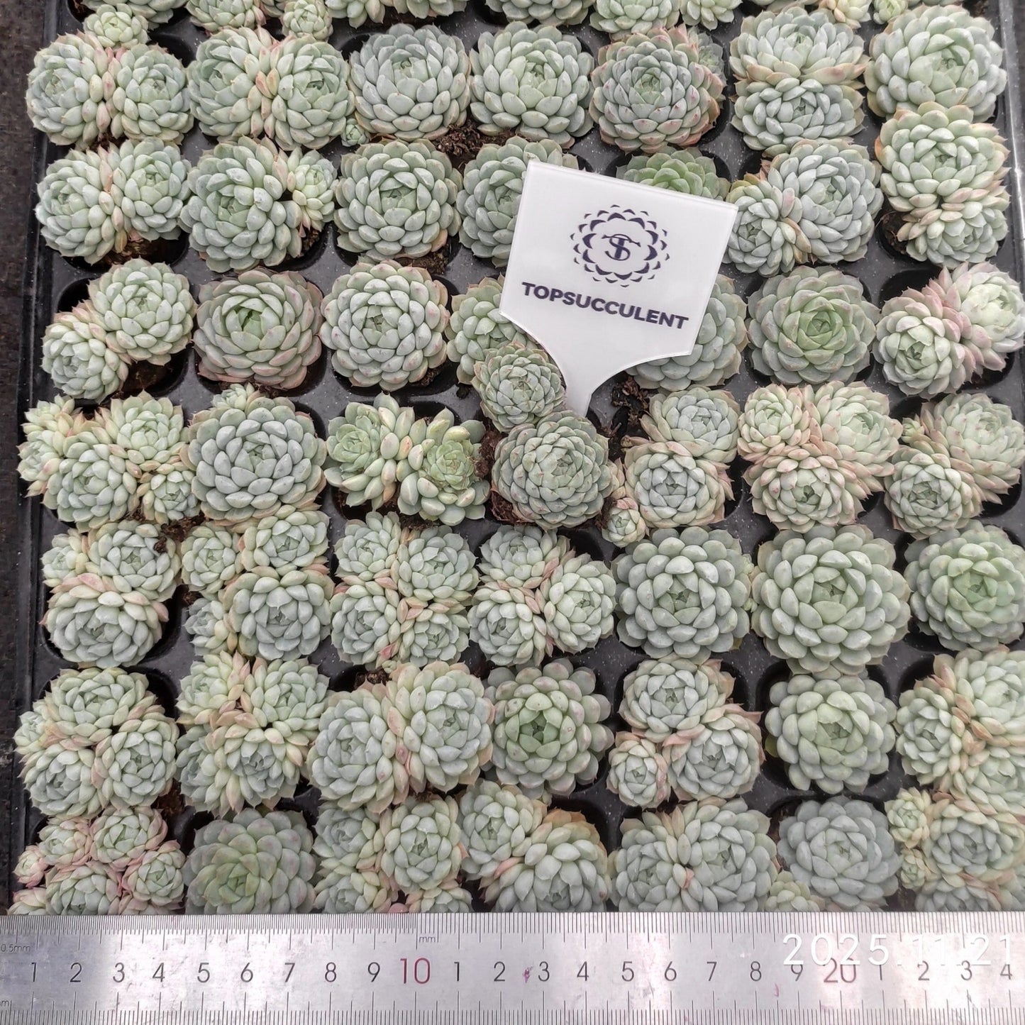 22122  ボールオブファット（3cm pot）（ポット苗）