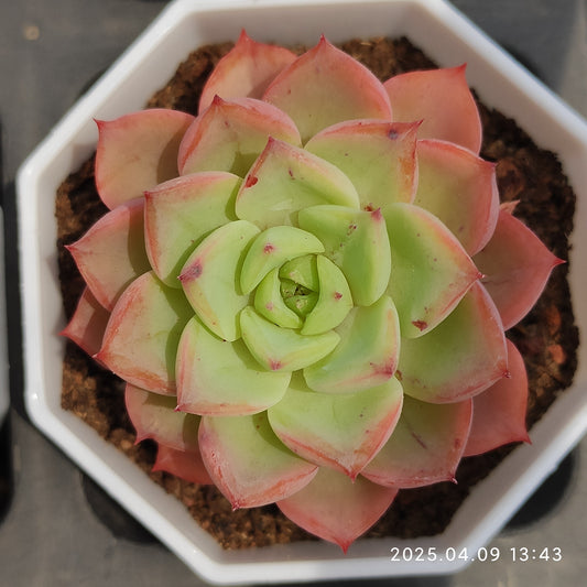 YBB216 オリンジ　ザラーゴーサー（7cm pot）