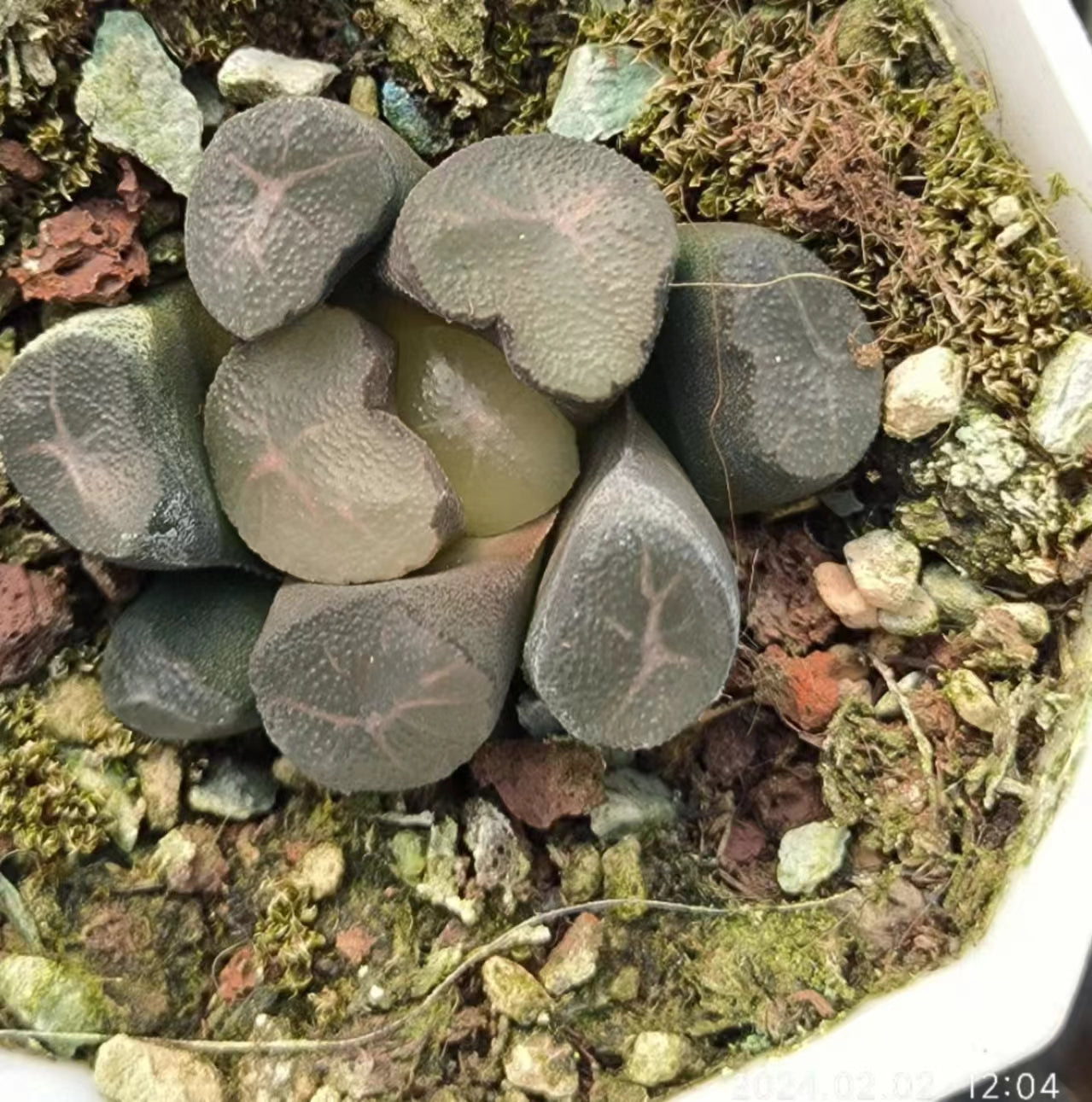 1434 春星　ハルホシ