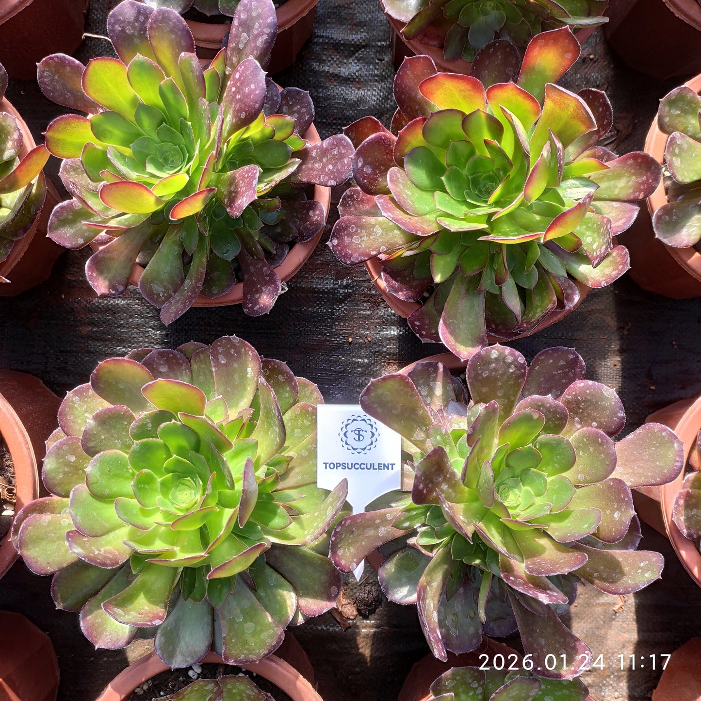 25481 ダッチ ローズ