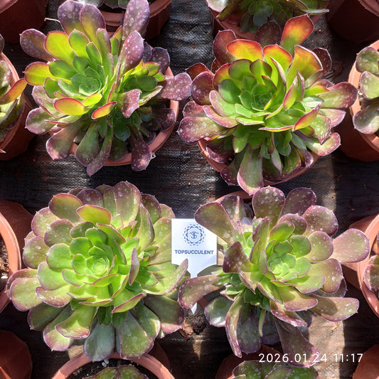 25481 ダッチ ローズ