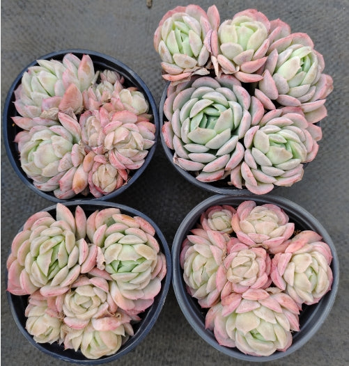 15790 ベリー（9cm pot）