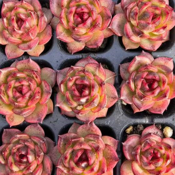 23473 ジェンタル　ブリーズ（3cm pot）