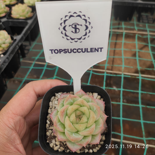 19670 ミント ブラッシュ