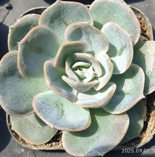 KD081 ブルーサプライズ（6.5cm pot）