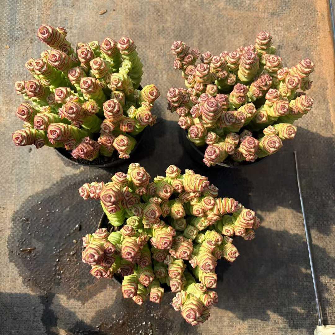 22934 パーフォーラッター