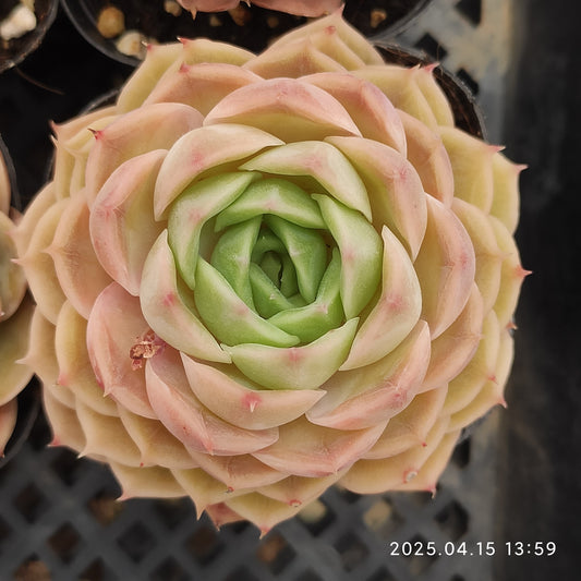 QN295 オウンスロー(6.5 cm pot)