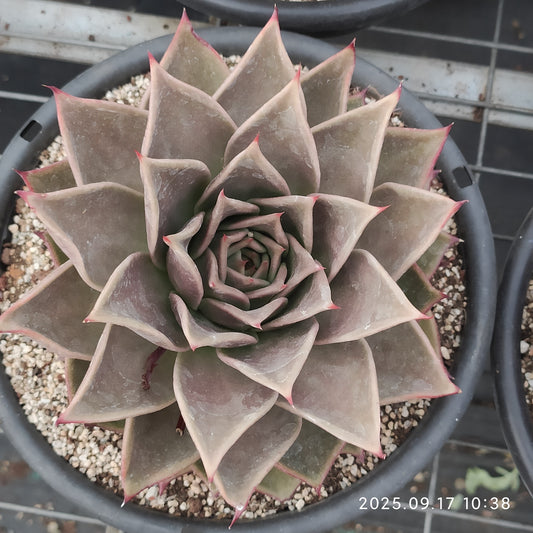NGN374 スターズ（18cm pot）