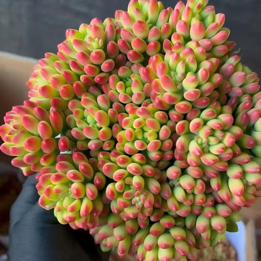 23544 アリス　エブンズ