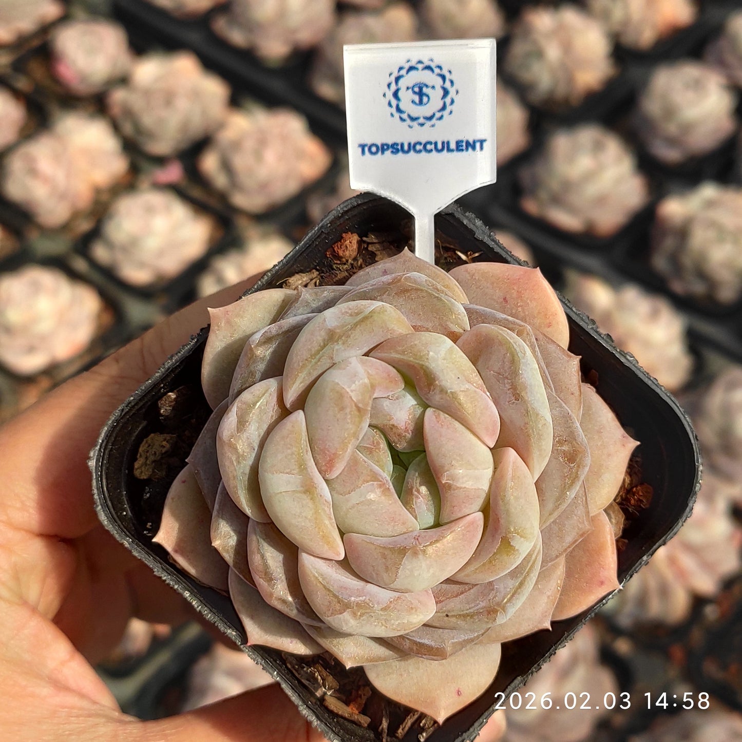 25691 アイスド アメリカーノ