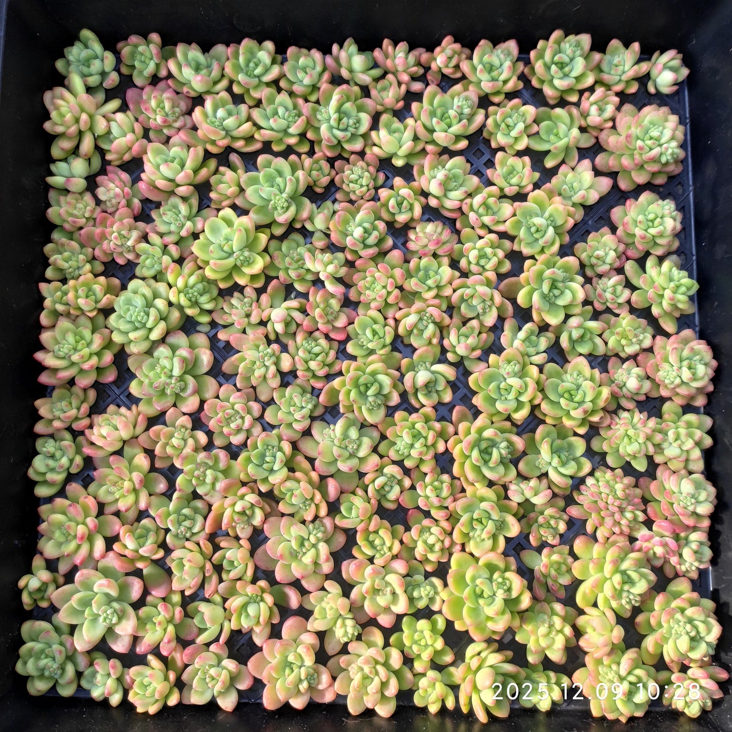 220755 シャングリラ（カット苗）