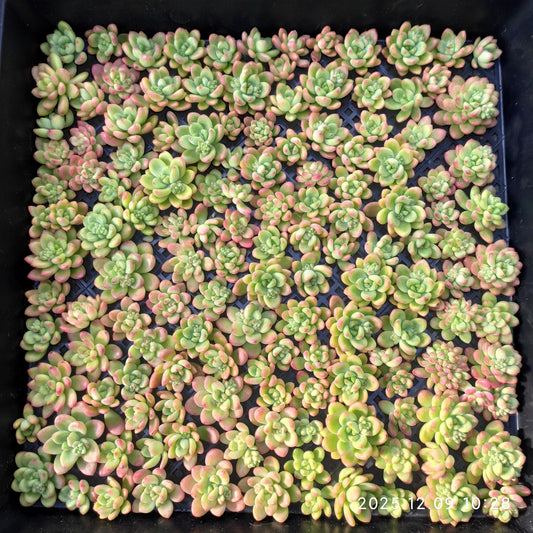 220755 シャングリラ（カット苗）