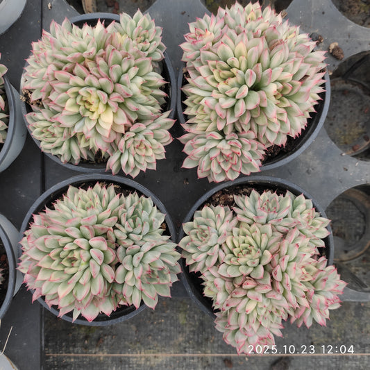 21662 女雛錦（9cm pot）