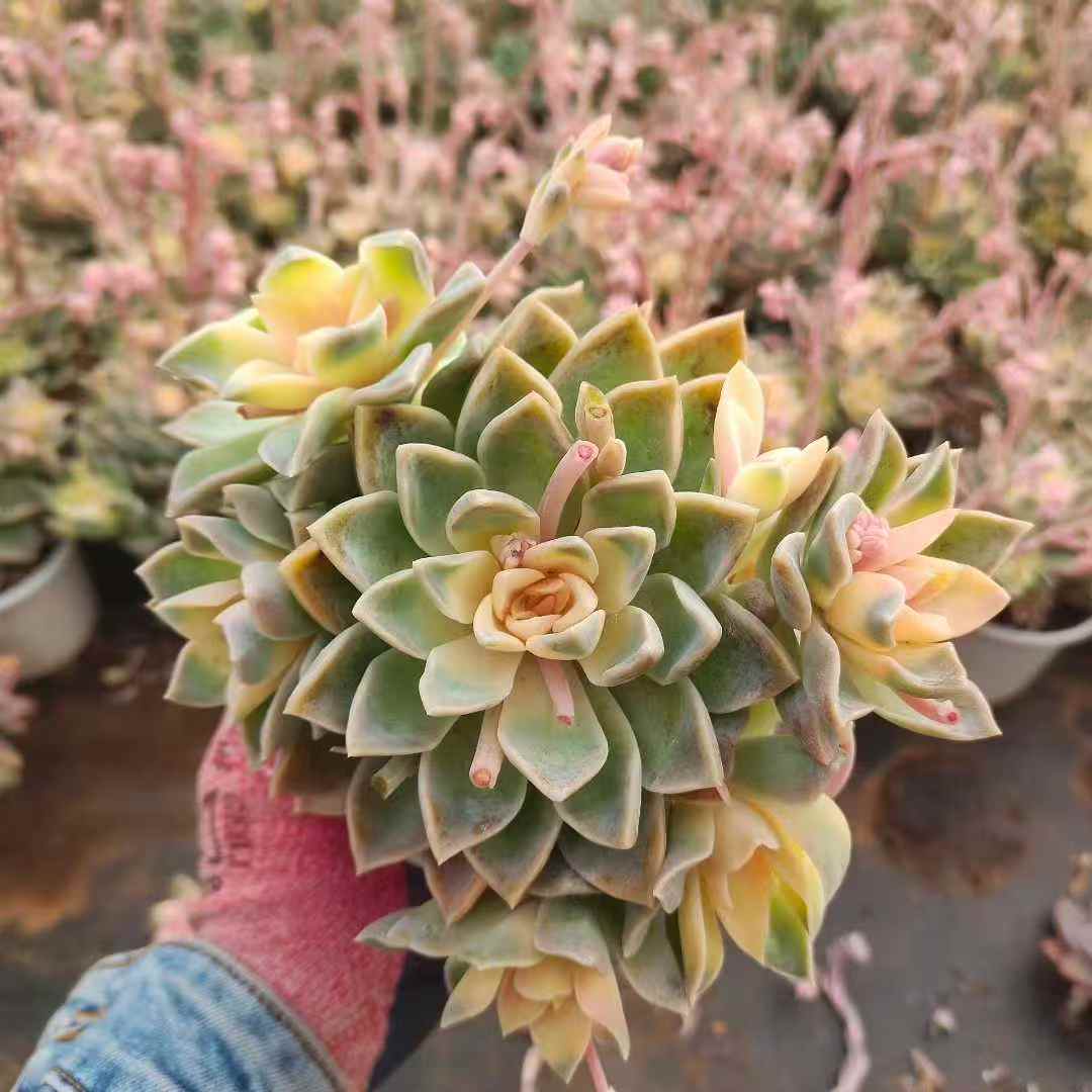 259661 ハリーワトソン薬錦