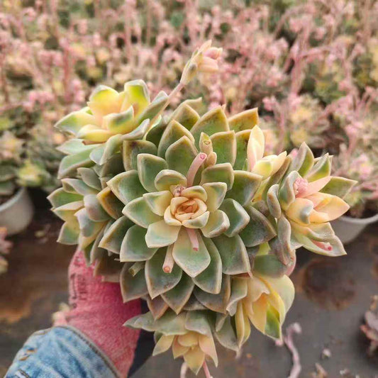 259661 ハリーワトソン薬錦