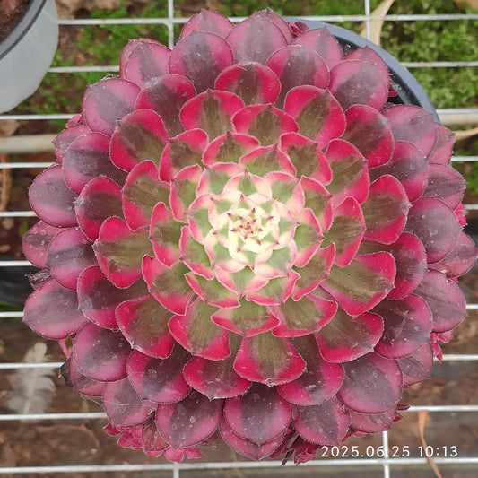 YS250 アエオニウム ガーネット(17cm pot )