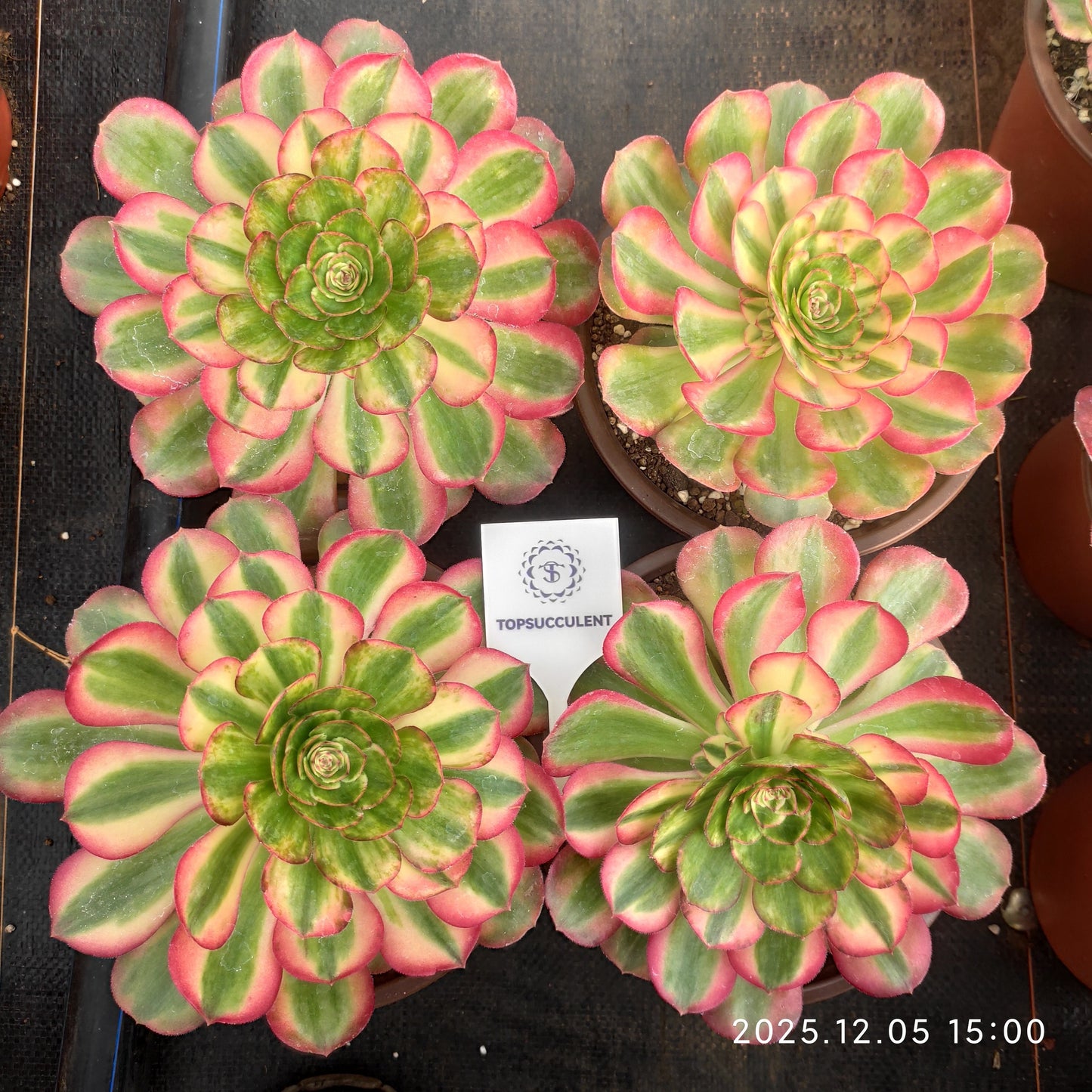 23324 ミリオン　ワイト（12cm pot）