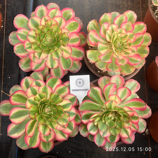 23324 ミリオン　ワイト（12cm pot）