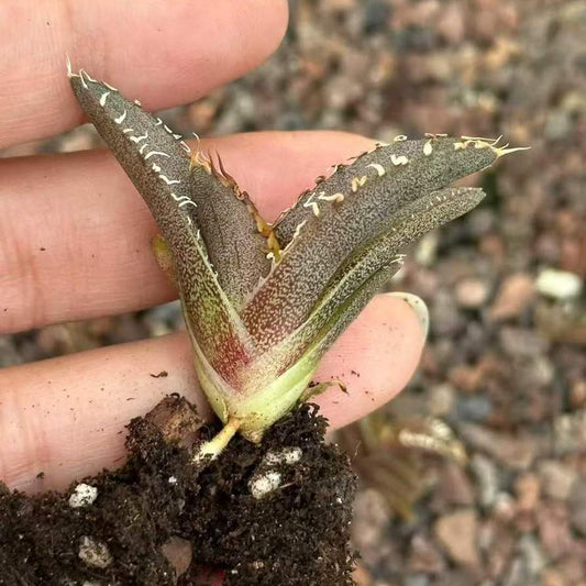 20319 アガベ　チタノタ　金蟾王