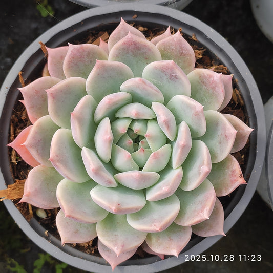 DQ187 ホワイトデュース（12cm pot）