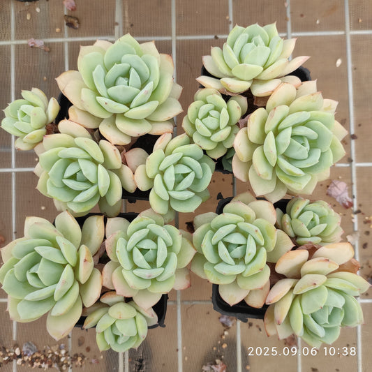 RC169 ラブチューン（7cm pot）