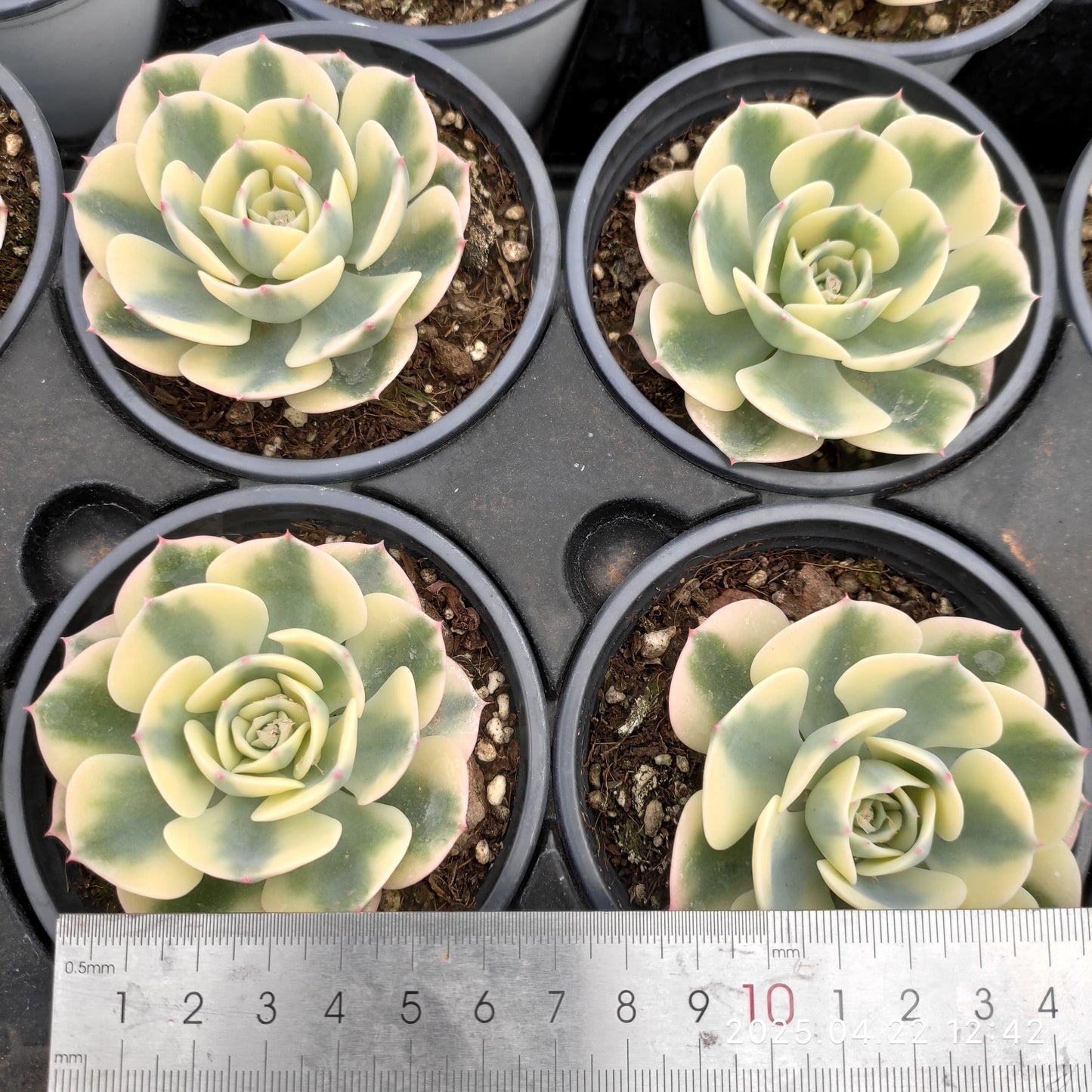 MMY463 ルノーディーン(9cm pot）