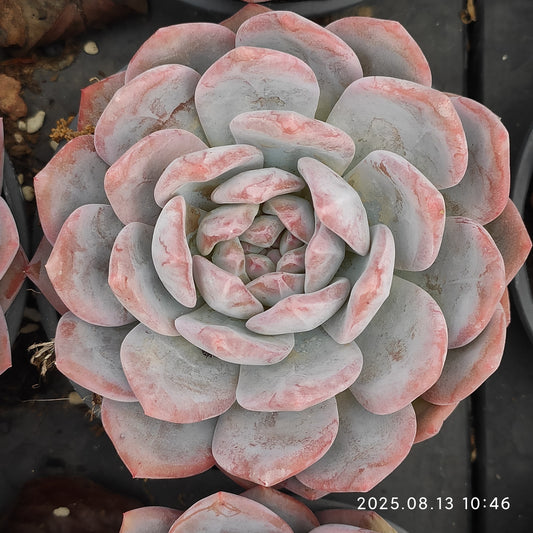 LB026 オレンジモンロー（9cm pot）