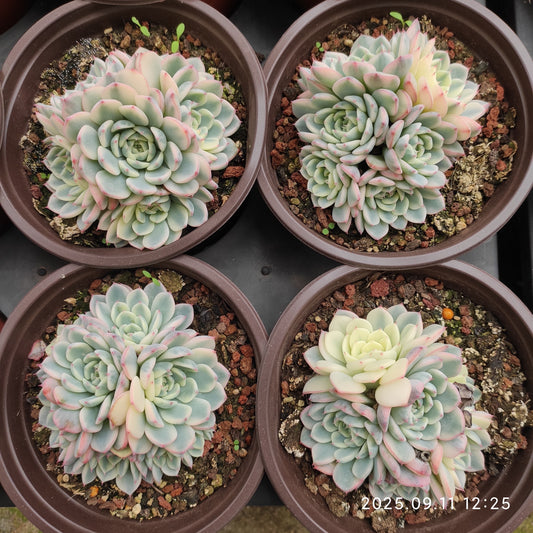 THH061 ホワイトミニマ錦（12cm pot）