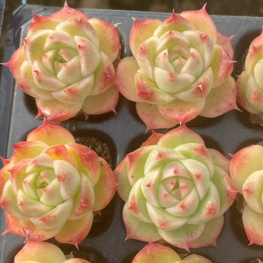 23525 スモーク　サンド（3cm pot）