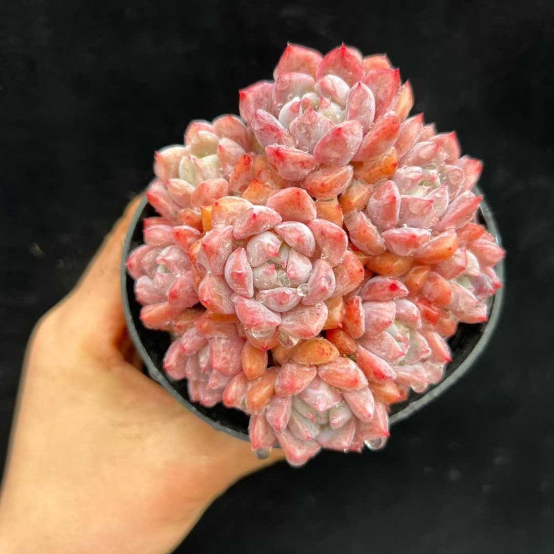 23572 ピンクアレックス（9cm pot）