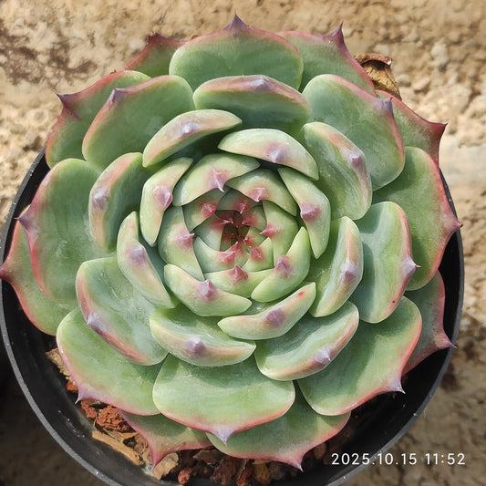 ZZA358 チワワエンシス（11cm pot）