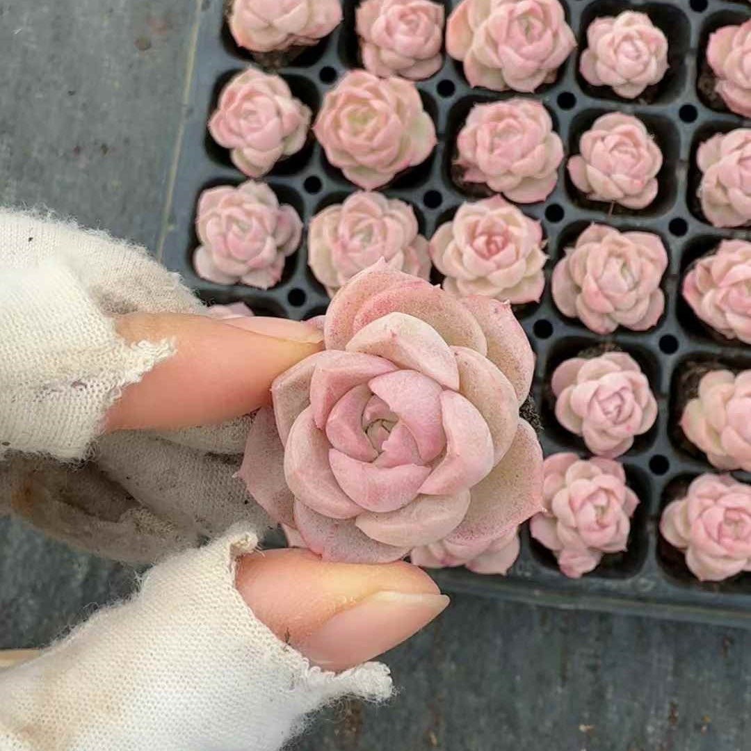 26131 ローズミラージュ