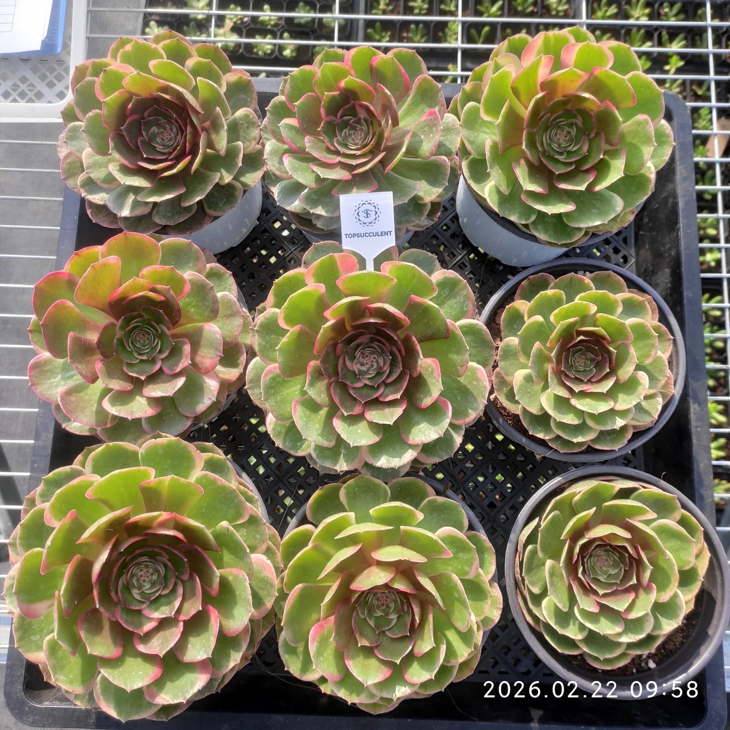 26091 バンクェット