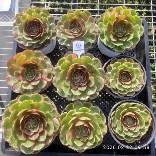 26091 バンクェット