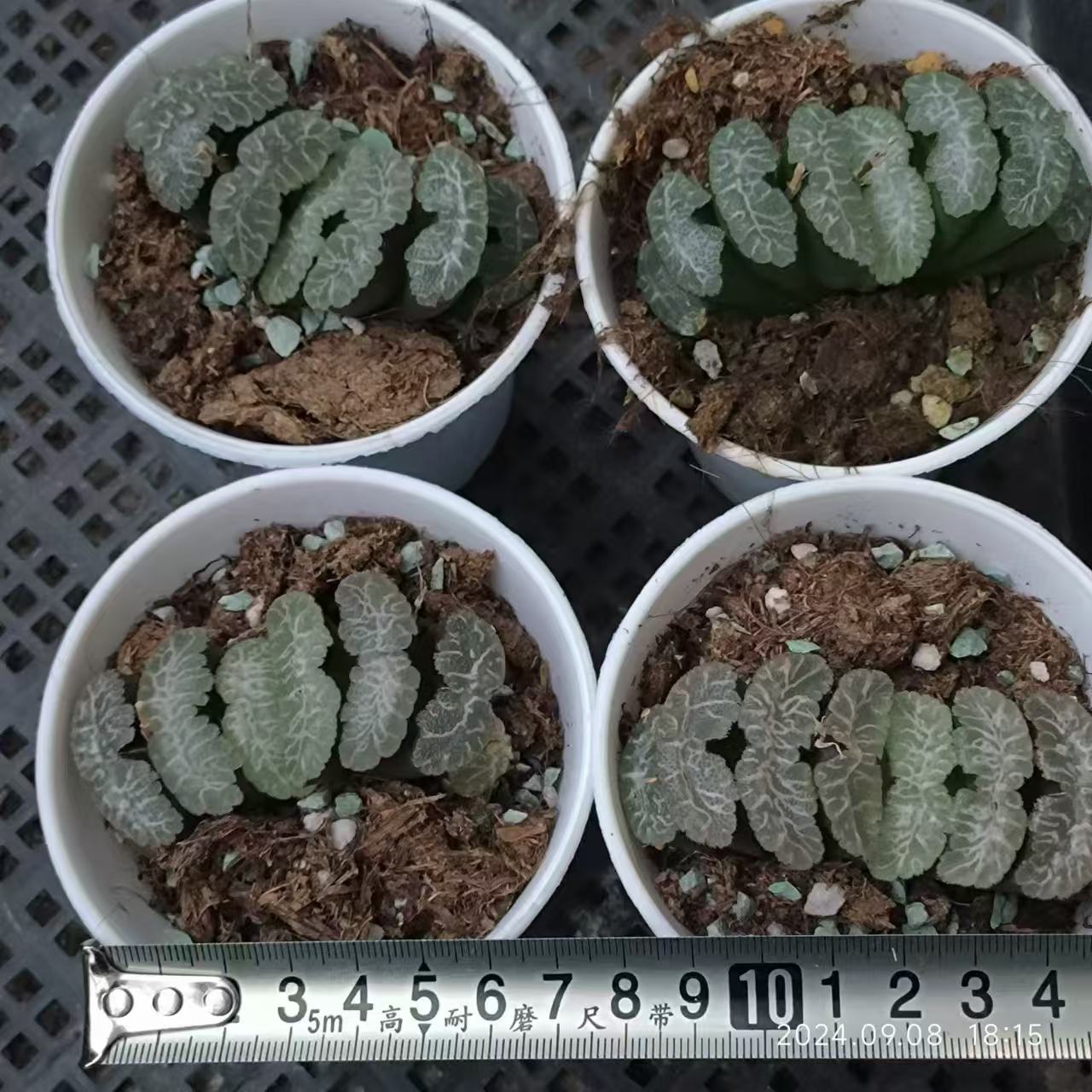 13226 ハオルチア　トランカータ　ニシフジ