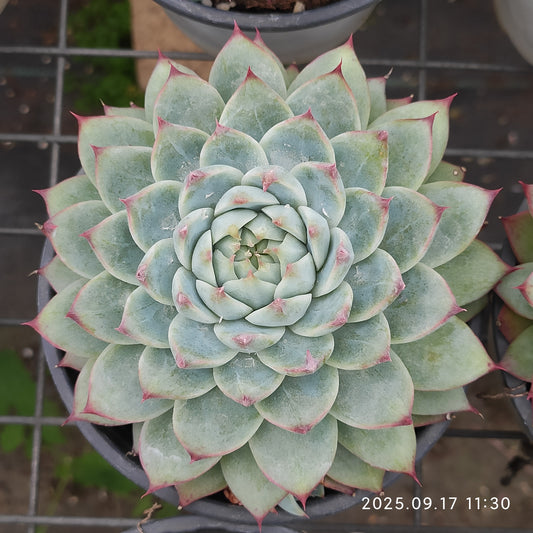 NGN758 テンダー　ピーチ　フェアリー（12cm pot）