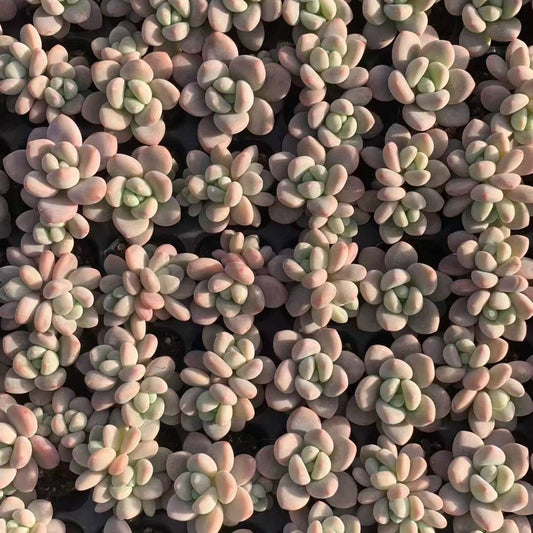 23439 レジェンド（3cm pot）（ポット苗）