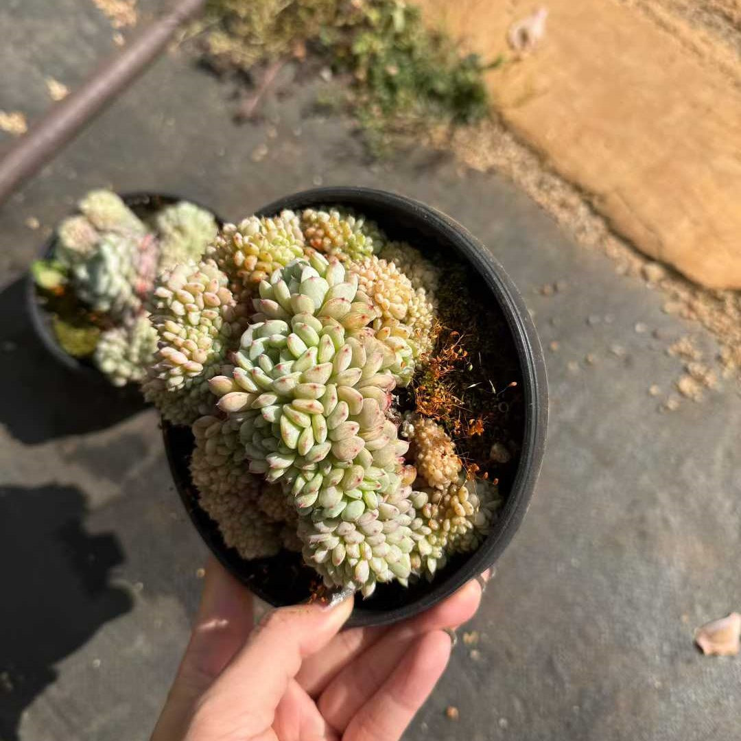 20099 ホワイトファット綴化