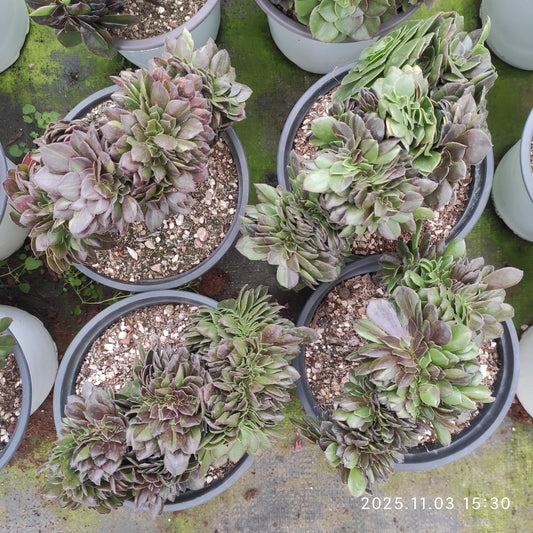 22317 ムーン　ナイト 綴化（18cm pot）