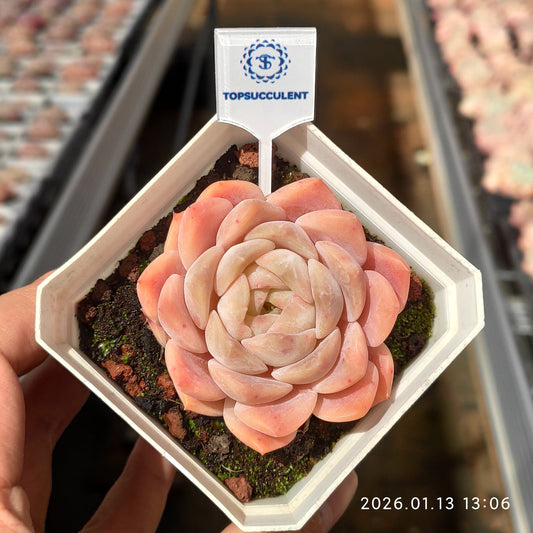 24655 オレンジモンロー Hyb