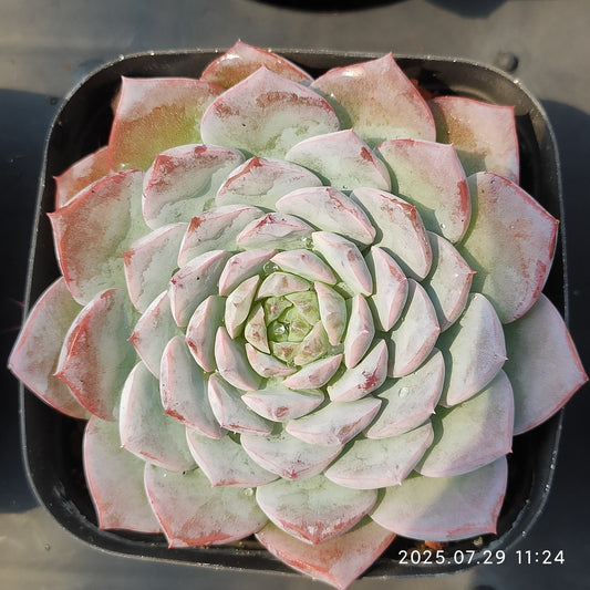 ZZA108 アメイジンググレイス  (7cm pot)