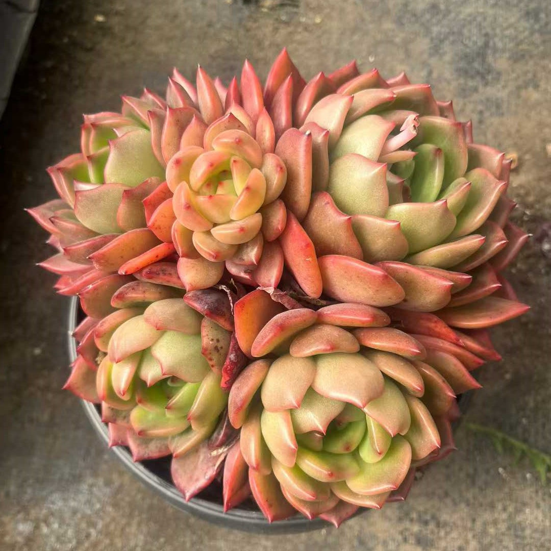 26169 ゴールドルナ