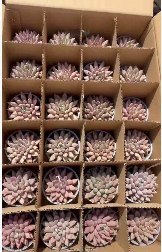 265125 チェリーズ