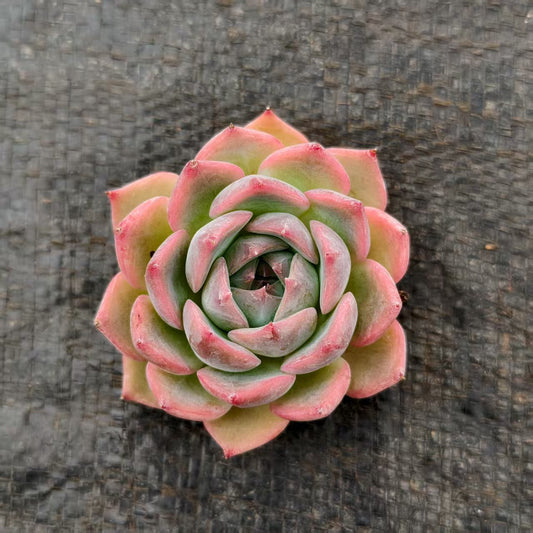 RC065 ケーラー　ライオン（7cm pot）