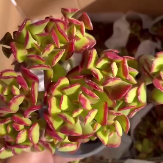 262691 セダム デンドロイデウム