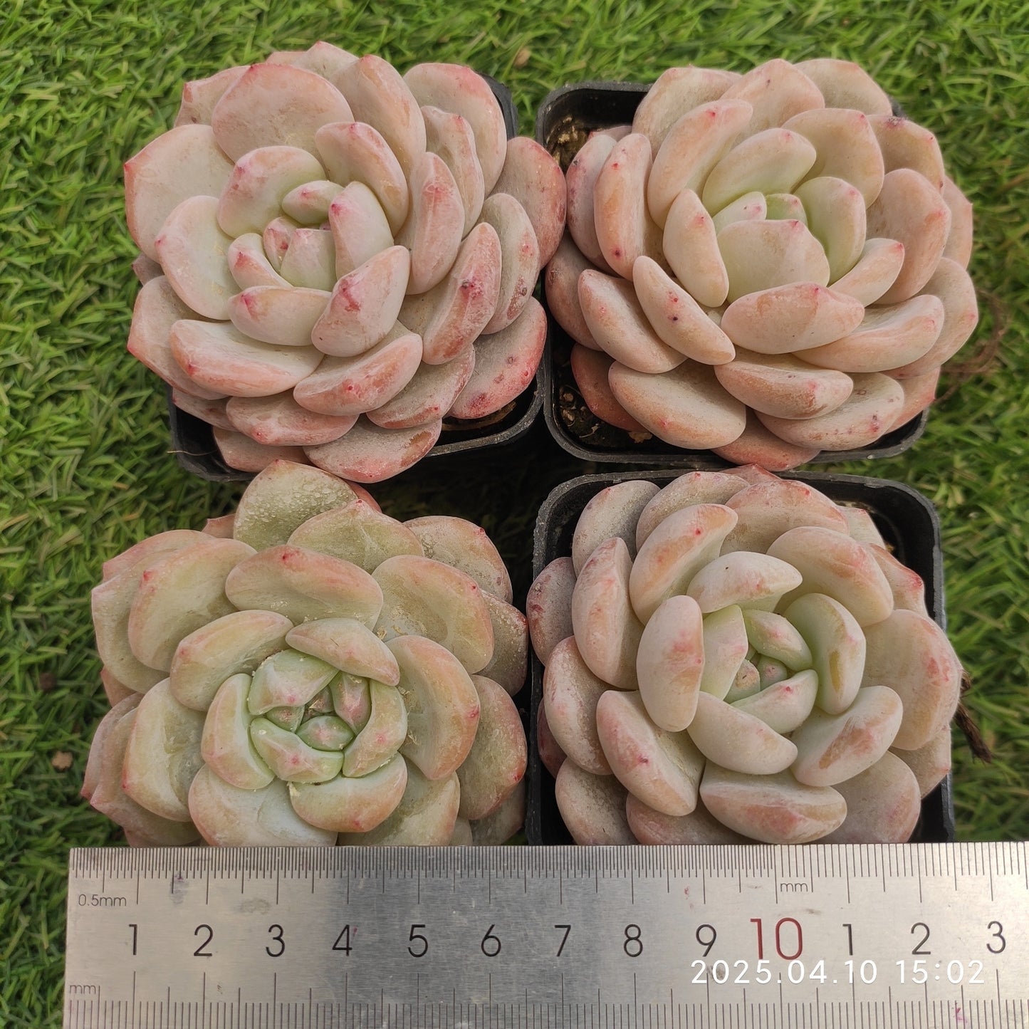 NGN717 モンロー（7cm pot）