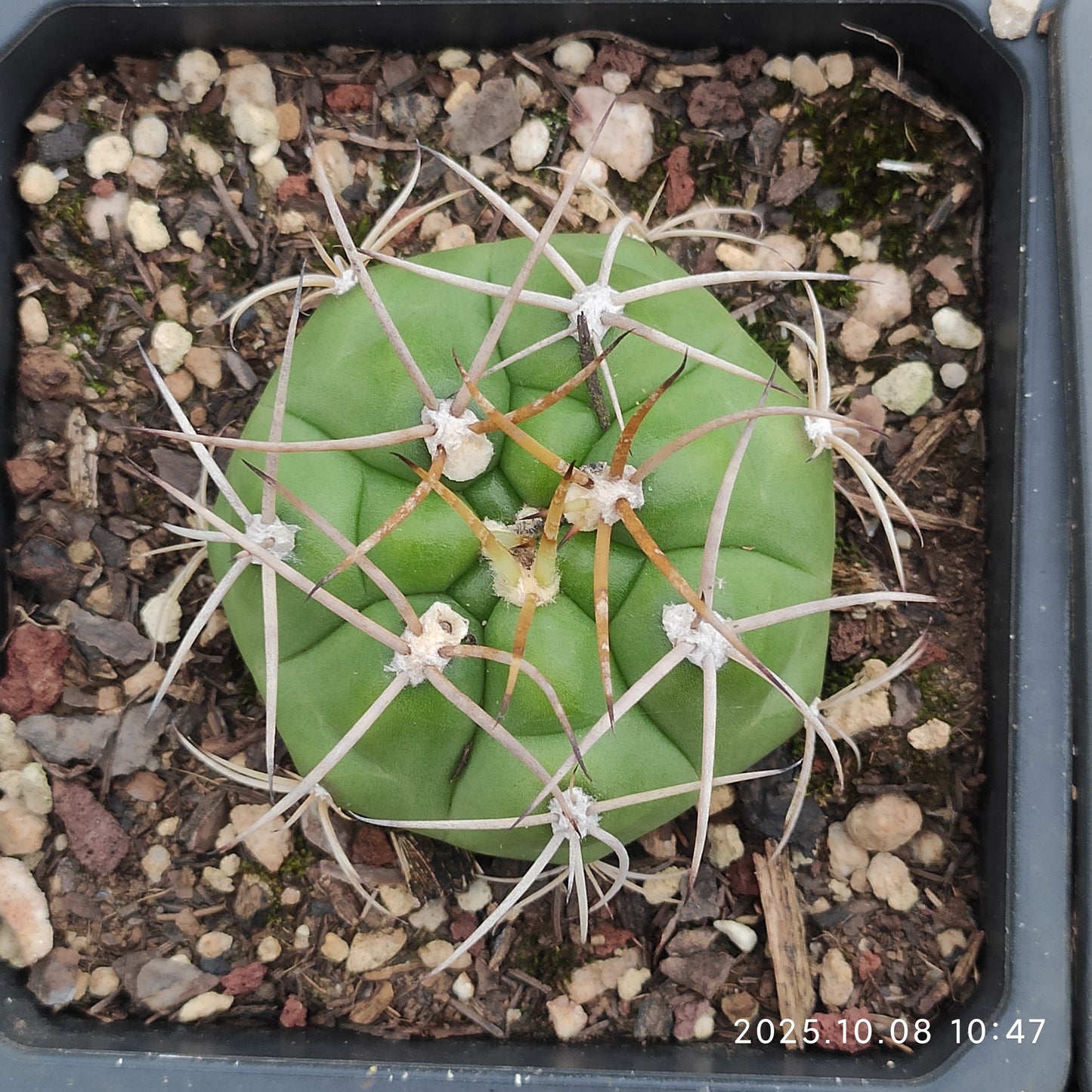 DMC062 良寛（10cm pot）