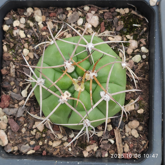 DMC062 良寛（10cm pot）