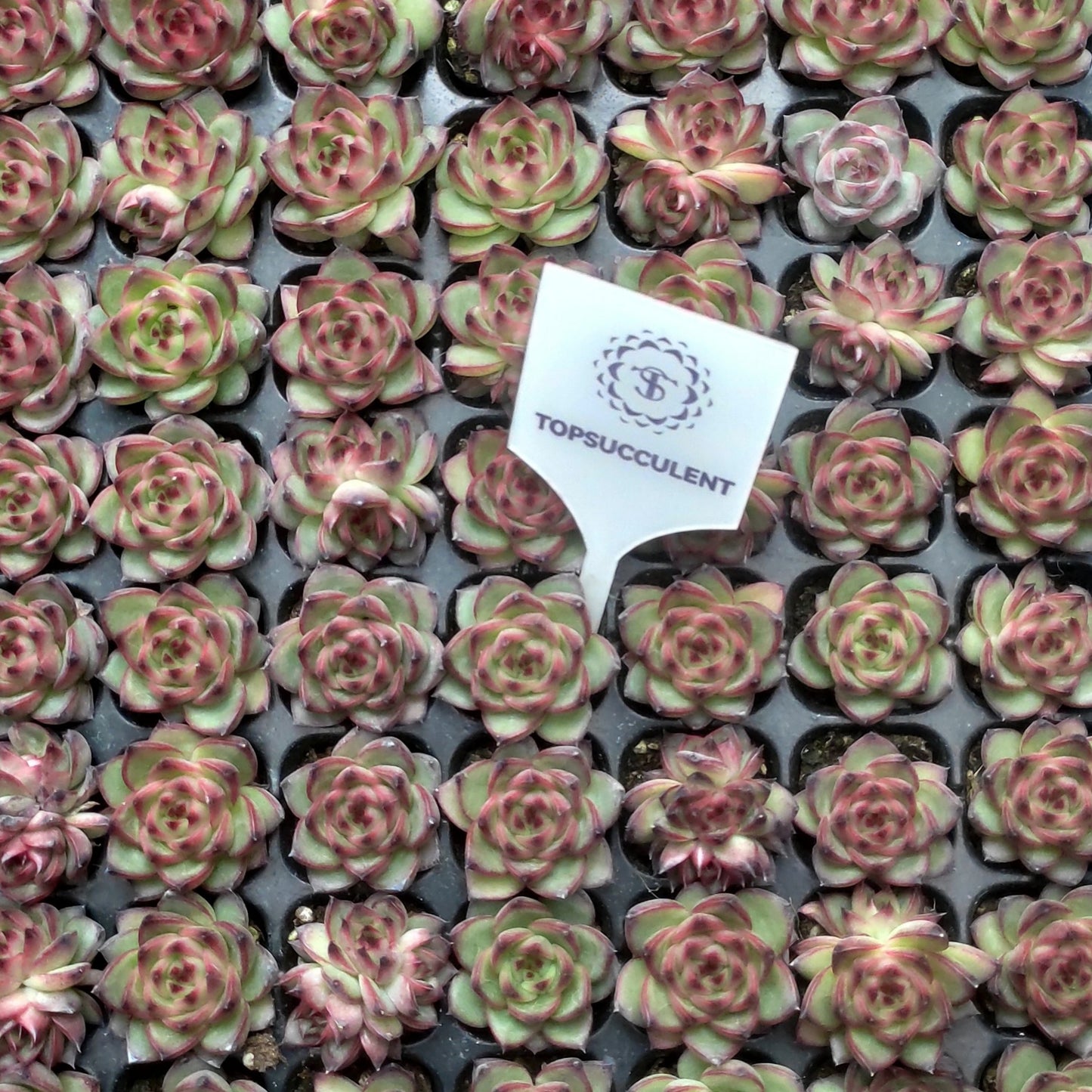 22117  チャールズストーン（3cm pot）（ポット苗）